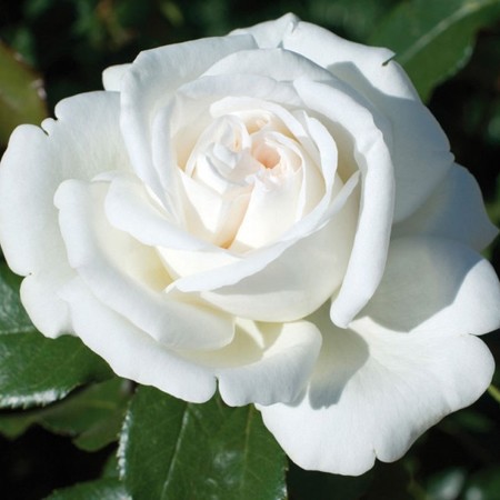 Rosier "Pierre Arditi" - Le meilleur rosier blanc! Grandes fleurs, blanc pur et intensément parfumé. Médaille d'Or  